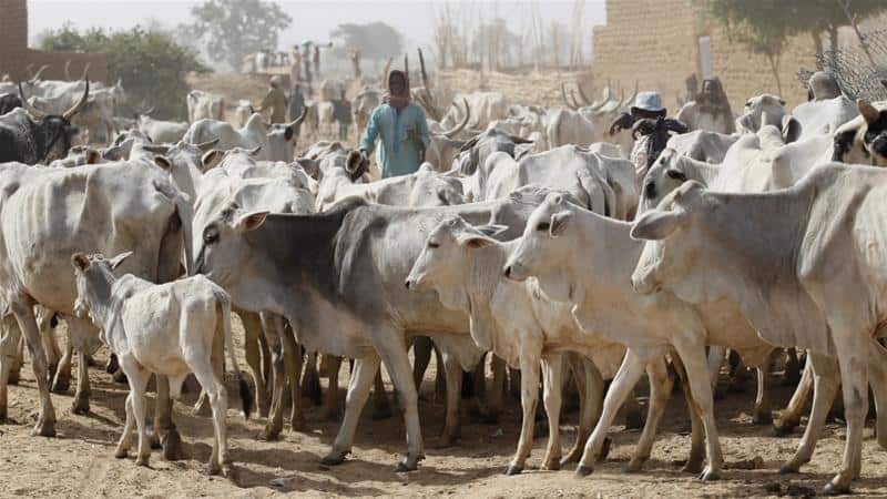 Benue Assembly amends grazing law with stiffer penalties for offenders