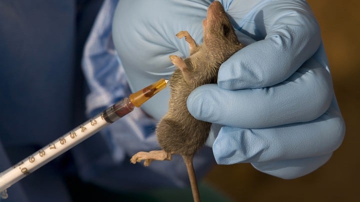 Nigeria’s NCDC confirms 40 new cases of Lassa fever infections, five deaths