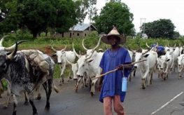 Zamfara shuts 11 markets where bandits sell stolen cattle
