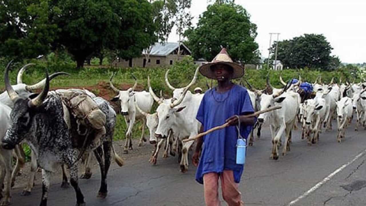 IPOB members enforce anti-open grazing in Enugu, chase away herdsmen, cattle