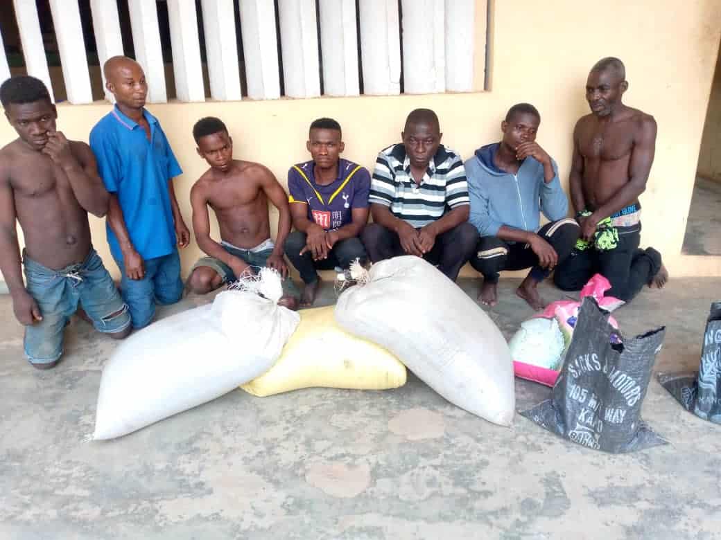 Police uncover Indian Hemp plantation, arrest seven suspects in Ogun