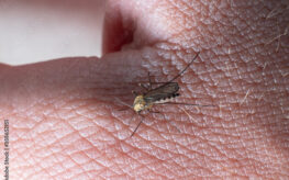 Insect-Borne Illnesses