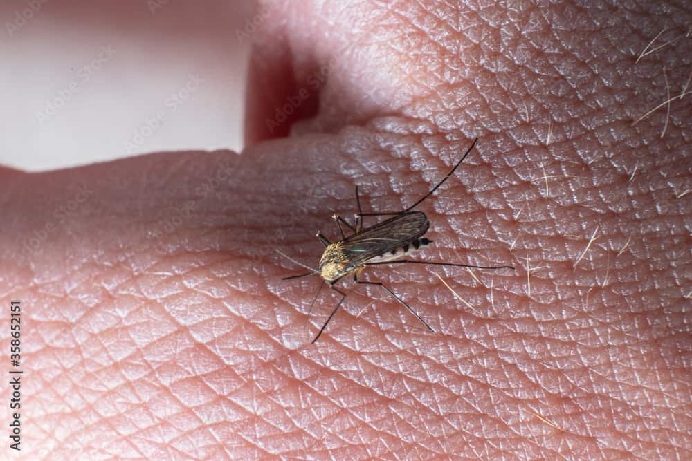 Insect-Borne Illnesses
